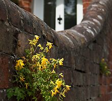 Yellow weed on wall by Stanley Road by Palne