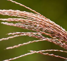 A Grassy Blur by Ricky Pfeiffer
