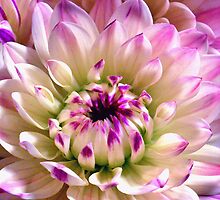 Love Spreading by Elenne Boothe