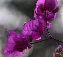 receiving the light by Iris Mackenzie