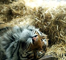 Z z z zz zzzz by Claire Haslope