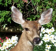 pierced ear by Tracey Ross