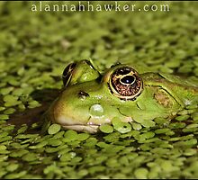 Frog 02 by Alannah Hawker