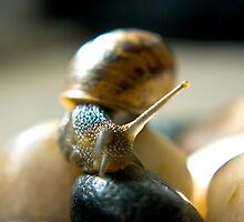 Garden Snail by Trevor Kersley