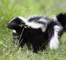 Why Oh Why Will The Other Animals Not Play With Us? by Gary Fairhead