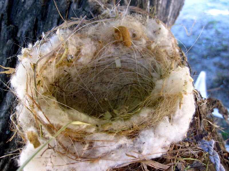 "Bird nest of cottonwood and horse hair" Canvas Prints by Andi Shibata