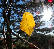 Last autumn leaf by observer11