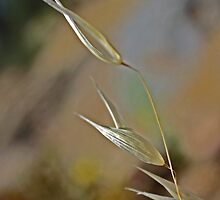 Grass Grains' Completion (View Large) by Corri Gryting Gutzman