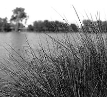 Swan River Needles by Sandy .