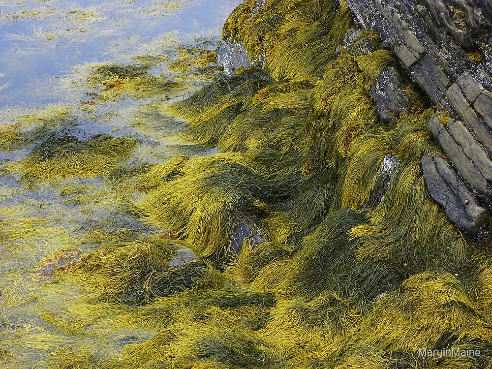 "Rocks and Seaweed" by MaryinMaine | Redbubble