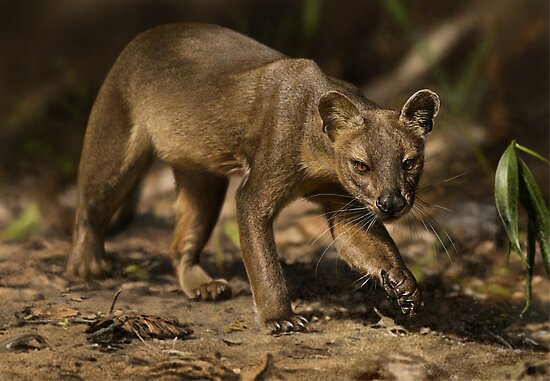 Fossa Cub