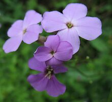Purple Sweetness by MarianBendeth