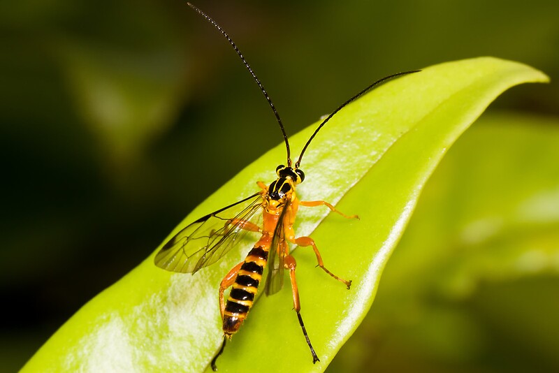 "The YellowBanded Ichneumon Wasp" by Jason Asher Redbubble