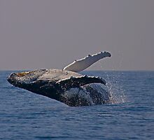 Humpback whale off Tweed Heads, 2009 by Odille Esmonde-Morgan