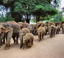 ELEPHANTS GOING FOR A BATH. SRI LANKA. by ronsaunders47