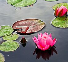Heart of the Pond by Terri~Lynn Bealle