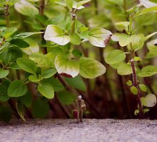 Street's Like A Jungle by Mark Wilson