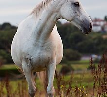 White Horse by hallphoto