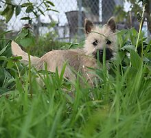 Dixie in the tall grass by pallyduck