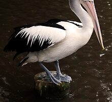 Balancing Act - pelican in Cairns by Jenny Dean