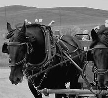 The Black Team, Bar U Ranch by Al Bourassa