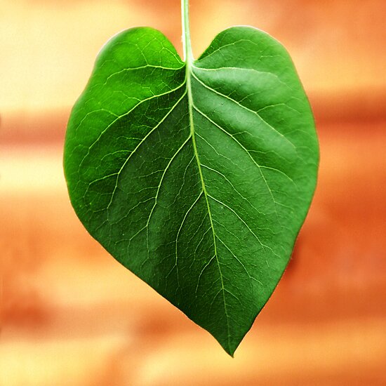 Heart shaped leaf