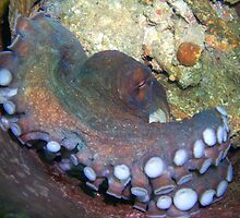 Tentacles tasting! by NICK COBURN PHILLIPS