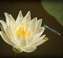 Water Lilly and Friend by Kevin McInnis