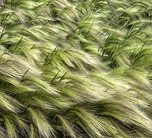 Foxtails by Myron Watamaniuk