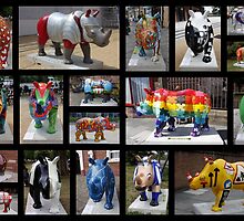 RHINO MANIA : Chester UK by AnnDixon
