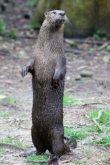 River Otter Standing