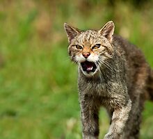 When Wild Cats Attack by Peter Denness