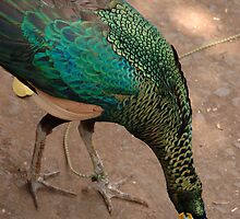 peacock by bayu harsa