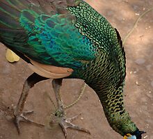 peacock by bayu harsa