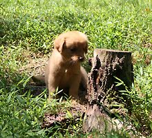 Einstein Contemplating A Stump- 10 by goldnzrule