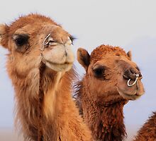 Camels by Gillian Anderson LAPS, AFIAP