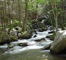Cosby Creek by Gary L Suddath