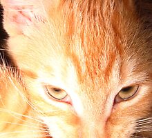 Intensity defined by schizomania