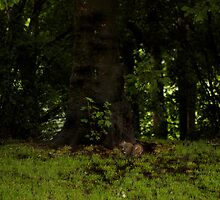 Untitled by Carl Gaynor