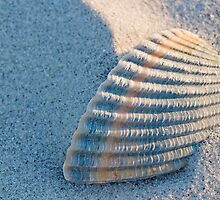 Shell Buried in Sand by imagewerks