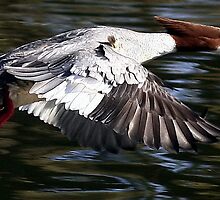 Flight Of The Goosander by snapdecisions