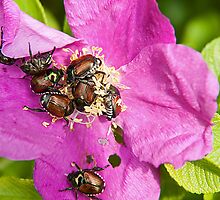 And a bug tussle, a rose by Mike Oxley