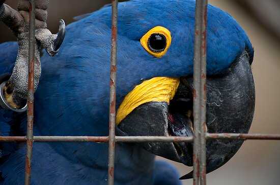 Caged Parrot