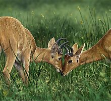 BOHOR REEDBUCKS (Redunca redunca) (NOT A PHOTOGRAPH) PLEASE READ BLURB by DilettantO