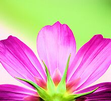 On The Brighter Side of Life by Carrie Bonham
