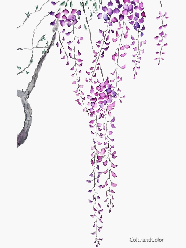 Purple Wisteria Sticker By Colorandcolor Redbubble