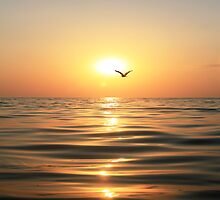 Sea, sunset and seagull by Olga Altunina