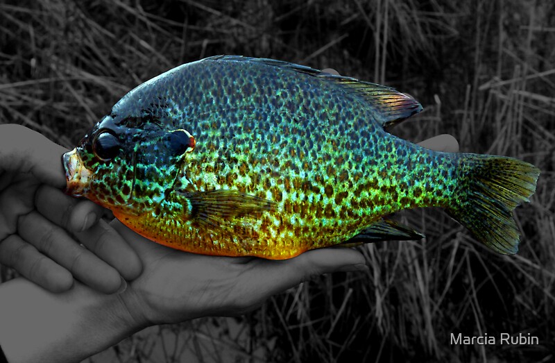 A Stunning Pumpkinseed Sunfish By Marcia Rubin Redbubble