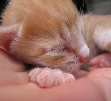 6 days old by debiskids