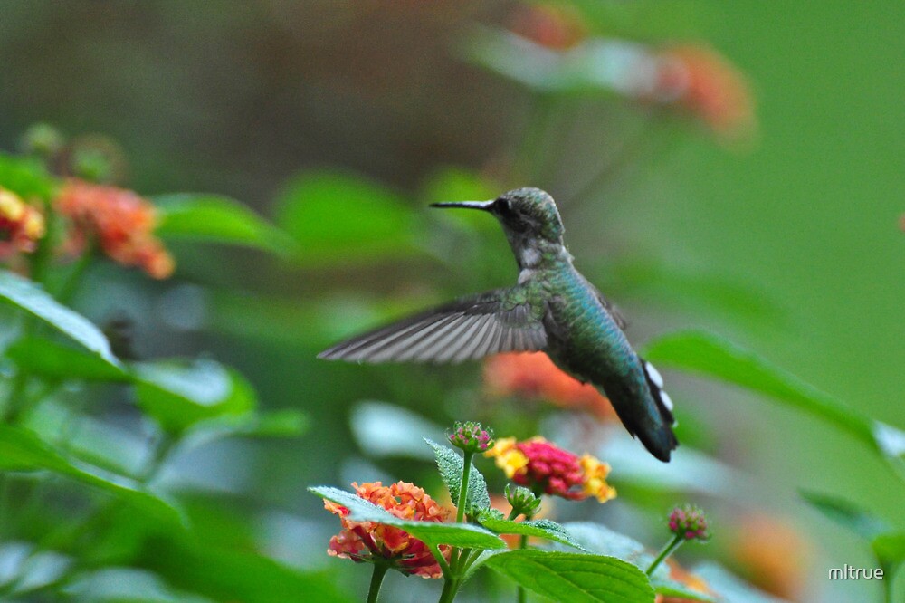 quot hummingbird over lantana quot by mltrue redbubble quot hummingbird over lantana quot by mltrue redbubble